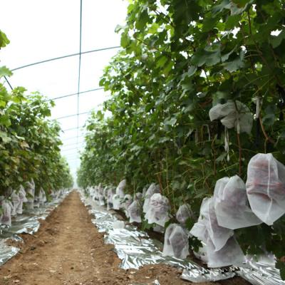 China Hot Selling Anti-bacteria and Best Price Nonwoven Fruit Cover Grow Bag Factory for sale