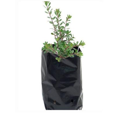 China Eco - Friendly UV Resistant Stand Up Square PE Plant Nursery Grow Bags for sale