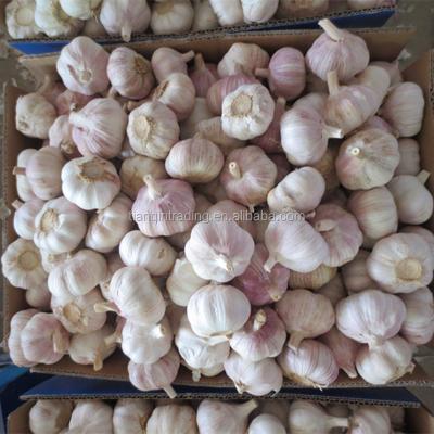 China Chinese Garlic /Fresh Chinese Garlic /Fresh Fresh Garlic /Fresh China for sale