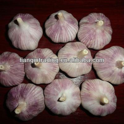 China Fresh Fresh Red Garlic in China, Purple Color Garlic /Red Color Garlic for sale