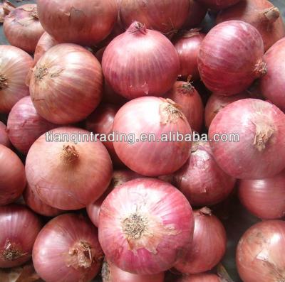 China China fresh red onion small for sale