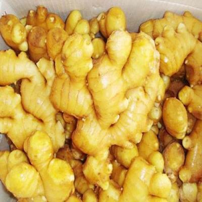 China fresh chinese fresh ginger for sale