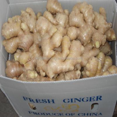 China fresh fresh ginger for sale