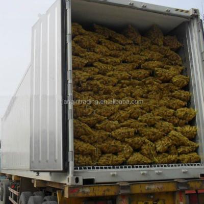 China Fresh Ginger/Ginger Supplier Wholesaler for sale