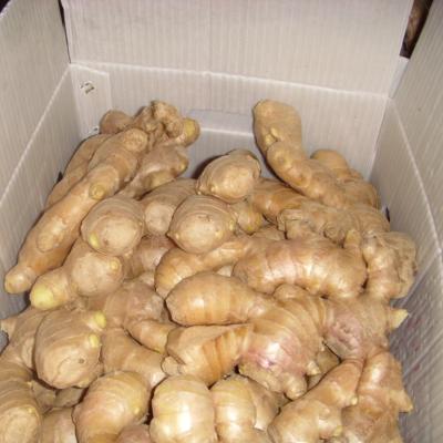 China 2021 new crop fresh fresh ginger for export for sale