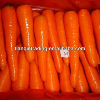 China Low price of fresh china carrot for sale