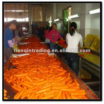 China China Fresh Wholesale Carrots for sale