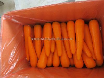 China chinese fresh carrot supplier for sale