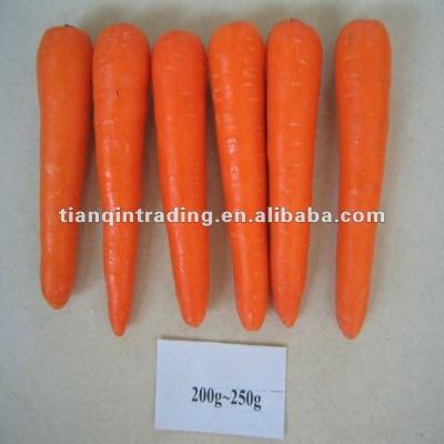 China Fresh fresh red carrot for South Korea for sale