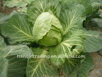 China Fresh Chinese Round Cabbage for sale