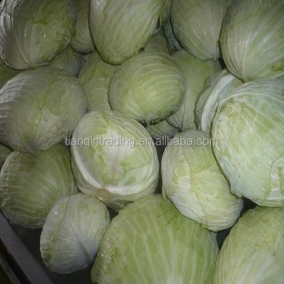 China fresh chinese flat cabbage for sale