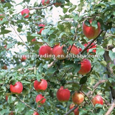 China fresh red gala apple supplier for sale