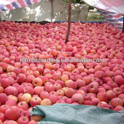 China Fresh Red Fuji Fresh Apple for sale