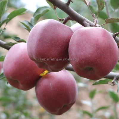 China Guansu Origin China Huaniu Fresh Fresh Apple for sale