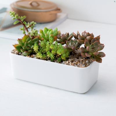 China Modern Ceramic White Rectangle Creative Flower Pot Plant Pot Green Plant Pot Cactus Porcelain Succulent Planter for sale