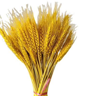 China Home Decor Dried Flowers 50 Stems Natural Wheat Bundle Flower For Home Wedding Decoration for sale