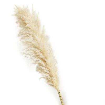 China Home Decor Natural Large Fluffy Beige Stem Dried Pampas Grass For Flower Arrangements Wedding Home Decor for sale