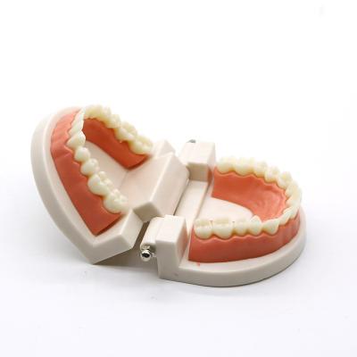 China Dental Teaching Dental Lab Model Dental Training Teaching Student Practice Dentist Demonstration Complete Teeth Model for sale