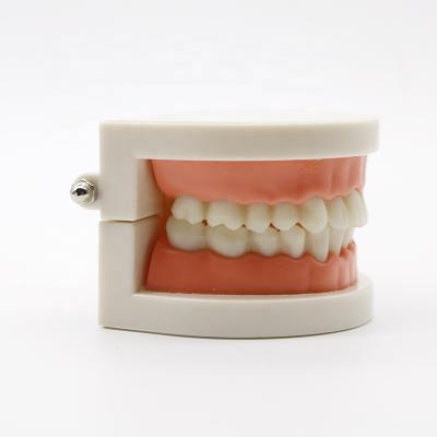 China Dental Teaching Dental Lab Teach Study Tooth Teach Practice Model for sale