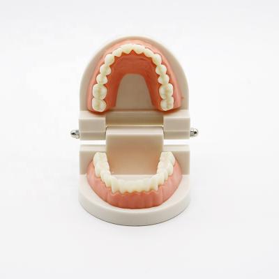 China Dental Teaching Dental Treatment Planning Educational Demonstration Teeth Model for sale