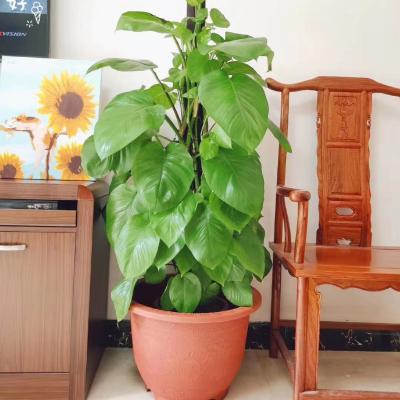 China Minimalist Wholesale Design Morden Garden Decoration Minimalist Plant Pot Plastic Flower Pot for sale