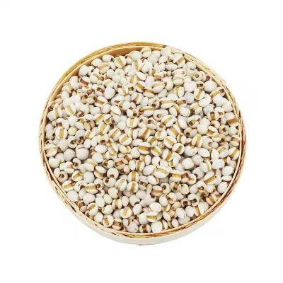 China Good Coix Chinese Pearl Barley Fresh High Quality Natural Seed Best Grade for sale