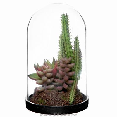 China Europe Factory Mini Artificial Succulent Greenhouse, Bell Glass Dome Glass Dome for sale