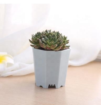 China From Europe 7*7.2cm plant pot nursery succulent pot plastic pots directly for sale