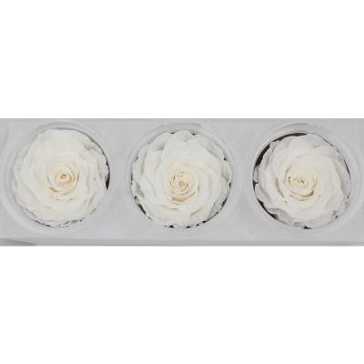 China Wholesale Grade A Best Quality 7-8 Cm Soft Fresh Real Fresh Cut Roses Forever Preserved Eternal Roses Master Roses for sale