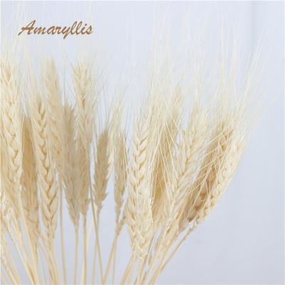 China Wed real factory wholesale home decoration trim flowers everlasting preserved foliage directly during the long dry wheat for sale