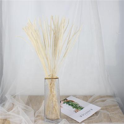 China Wedding Home Decoration New Product Everlasting Trim Flowers Real Preserved Foliage During Long Dry Pampas Grass Plush for sale