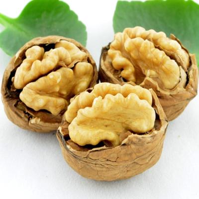 China Chinese shelled walnuts with shell for sale