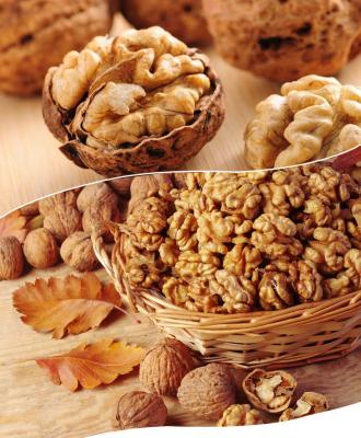 China Higher Quality Shelled Fresh Walnut Walnut For Sale for sale