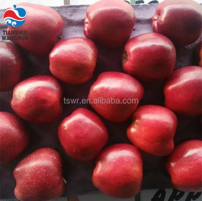 China Red Delicious Fresh Apple Fresh Apple Fruit Huaniu Chinese Fresh Apple for sale