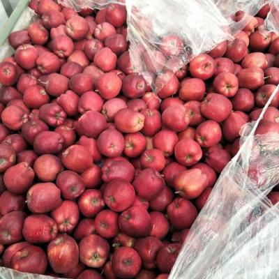 China Huaniu fresh apple fruit fresh apple fruit for sale