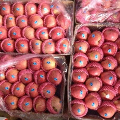 China red qingguan price fresh qingguan apple fresh apple qingguan fresh for sale