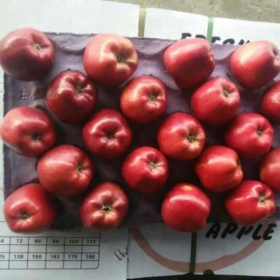 China Fuji Apple Fresh Fresh Fresh Apple Fruit Tianshui Huaniu Fuji for sale