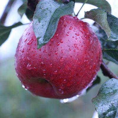 China Gansu fresh apples huaniu apples Tianshui red apple for sale