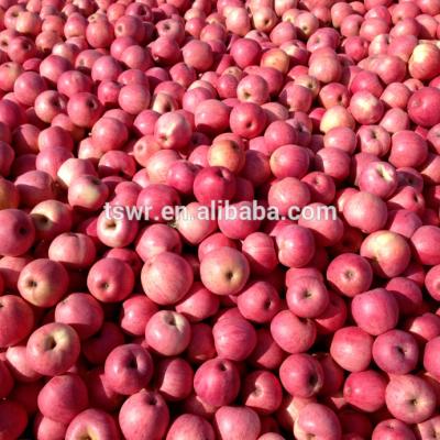 China chinese red apple qingguan apples fresh qingguan apples for sale