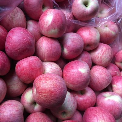 China 2018 Qinguan Apple fresh paper bagged exporter fresh red apple qinguan price for sale