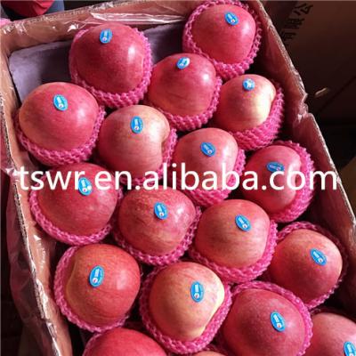 China High quality price and best fresh Qinguan Apple for sale