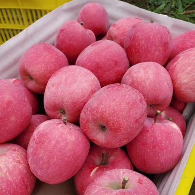 China China Fuji Apple Price Fresh Fuji Apple Dimension On Hot Sale for sale