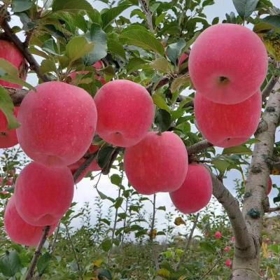 China Fuji China Fuji red apple fruit red red apple for sale