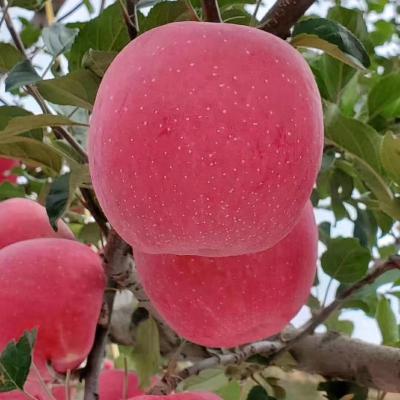 China Fuji apple fresh fresh fruit nepal shandong fuji apple layer to full blush apple for sale