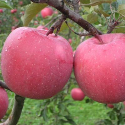 China Fuji Porcelain Shandong Fuji Fresh Red Apples for sale