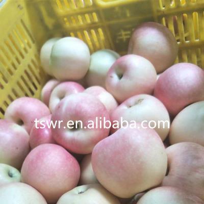 China 2019 New Harvest Gala Apple Fresh Red Gala Apples for sale