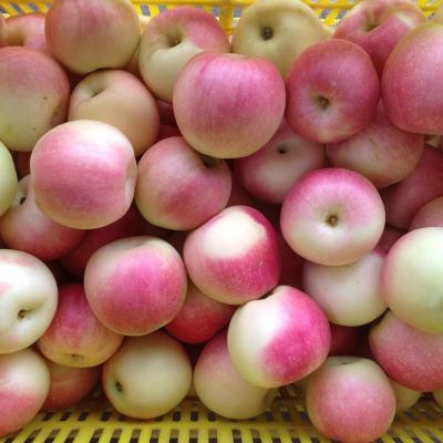 China Fresh hot sale China royal gala apple wholesale gala apple fruit for export for sale