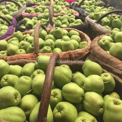 China Natual & healthy new season green Shandong pear fresh crown pear ya pear for sale