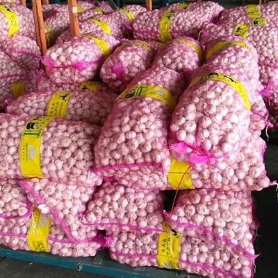 China Good fresh chinese pure white garlic import farmer's garlic fresh from china for sale