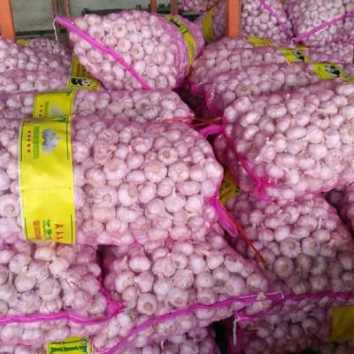 China Fresh Dried Garlic Price In China Garlic Importers Mesh Bag Garlic Red for sale